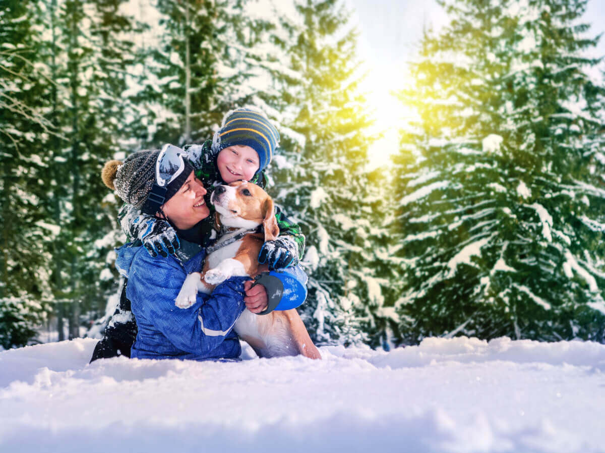 Promener son chien en hiver. Comment assurer la sécurité du chien ?